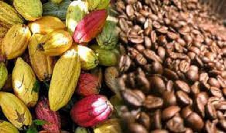 Café cacao en vente