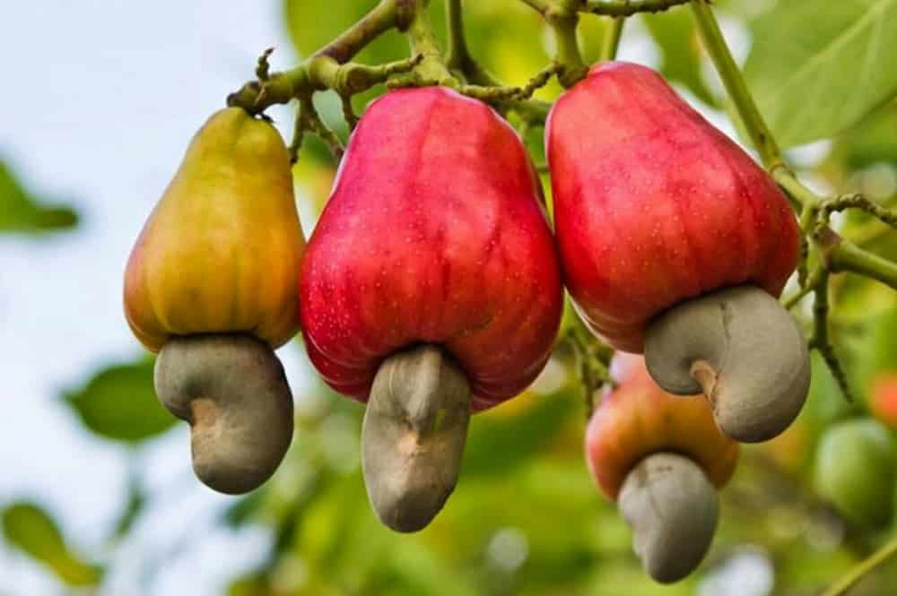 Vente noix de cajou (brute) raw cashew