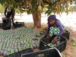 Mangue du Sénégal